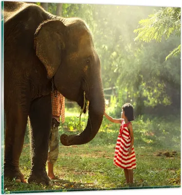 Produktbild von Bilder auf glas - Elefant Tier - 60x60cm - Glasbilder - Wandbilder - Bilder - Kunstdruck - zum Aufhängen bereit - Wanddekoration aus Glas - Glas Bilder - Wandbild auf Glas - Einteilig - GAC60x60-3884
