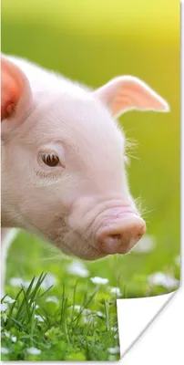 Produktbild von MuchoWow® Poster Tiere - Ferkel - Schwein 60x120 cm - Wandschmuck