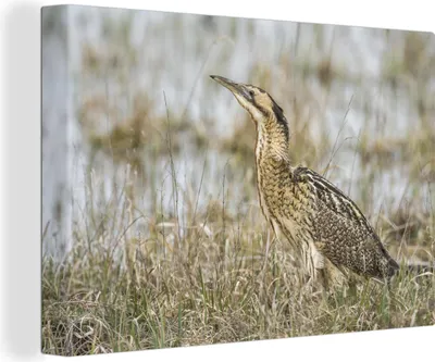 Produktbild von OneMillionCanvasses® - Leinwandbilder - 140x90 cm, Foto einer Rohrdommel in Wassernähe, Wandbilder Kunstdruck Wanddekoration - Foto auf Leinwand - Gemälde auf Holzrahmen