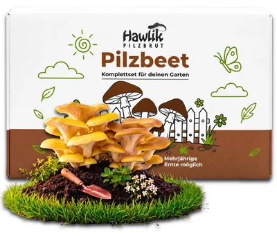 Produktbild von Hawlik Pilzbrut Limonenpilz Pilzbeet-Set – Pilzzucht Garten, 20 Dübel, Goldene Austernpilze anbauen