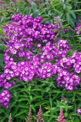 Produktbild von Phlox paniculata 'Uspech', Flammenblume, violett, ca. 11x11 cm Topf