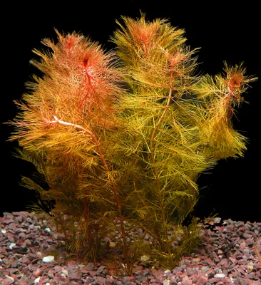 Produktbild von 1 Bund Rotes Tausendblatt (Myriophyllum Mattogrossense)