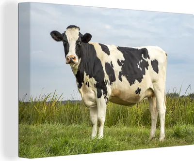 Produktbild von OneMillionCanvasses® - Leinwandbilder - 150x100 cm, Kuh - Friesland - Niederlande, Wandbilder Kunstdruck Wanddekoration