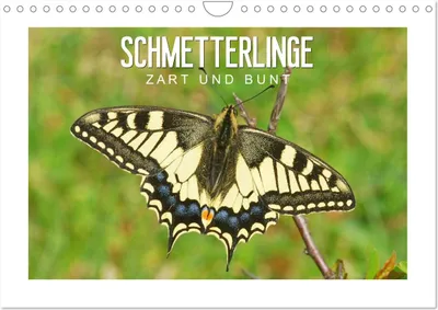 Produktbild von Schmetterlinge: zart und bunt (Wandkalender 2025 DIN A4 quer), CALVENDO Monatskalender