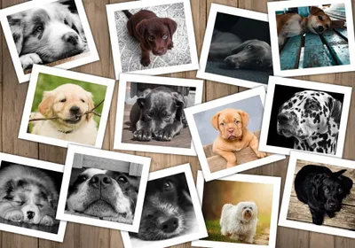 Immagine prodotto di Grafika Puzzle Cani - Puzzle di animali da 1000 pezzi