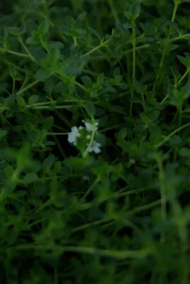 Produktbild von 100 Stück, Topf 9cm, Bodendecker Thymus serpyllum Album