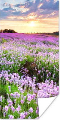 Produktbild von MuchoWow® Poster Blumen - Lavendel - Lila - Himmel - Sonnenuntergang - Wiese - Natur 20x40 cm - Plakat - Foto
