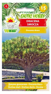 Obrázok produktu pre Dracena draková, 5 ks