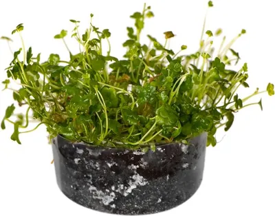 Zdjęcie produktu dla Eco Plant Hydrocotyle Japan - roślina invitro 20 sztuk Eco Plant