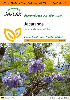 Produktbild von SAFLAX - Garden in the Bag - Jacaranda - 50 Samen - Mit Anzuchtsubstrat im praktischen, selbst aufstellenden Beutel - Jacaranda mimosifolia