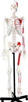 Produktbild von Skelett Anatomie Modell lebensgroß Muskelbemalung Schädel abnehmbar Rollstativ