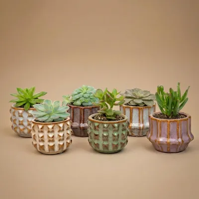 Immagine prodotto di Set di 6 piante grasse in mini vasi di VetroVetroceramica San Juan - altezza circa