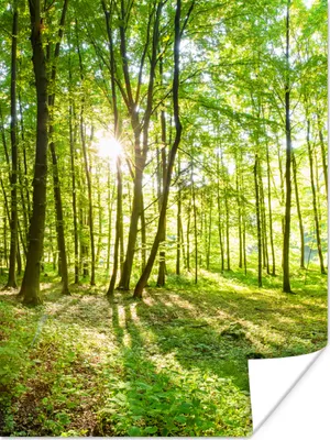 Produktbild von MuchoWow® Poster Natur - Bäume - Wald - Grün - Sonnenlicht 120x160 cm - Wandbilder