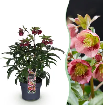 Produktbild von Helleborus Dacaya - Rosa Blüte - Immergrün - 40-50cm - Ø19cm - Gartenpflanze