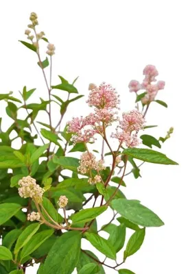 Produktbild von Fliederartiger Zierstrauch Ceanothus 'Marie Simon' Säckelblume 80 - 100 cm