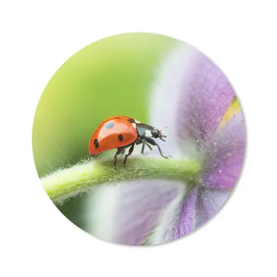 Produktbild von MuchoWow® Mauspad Mousepad Marienkäfer auf einer Blume 40x40 cm - Mousepads - Maus Mat - Pad - Mausunterlage - Schreibtisch Accessoires