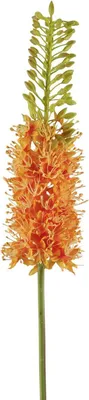 Produktbild von Fink STEPPENKERZE, Kunstblume, Kunstfasern, orange, H. 87 cm Höhe: 87.00 cm  181000