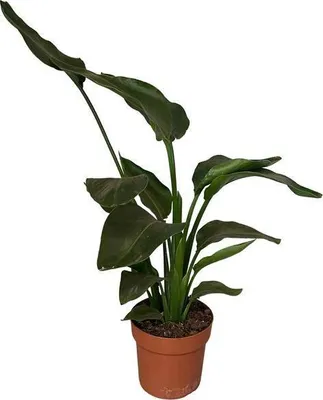 Zdjęcie produktu dla Drzewko - strelicja - Strelitzia Nicolai - roslina doniczkowa - srednica 17cm