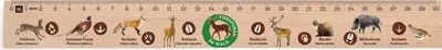 Produktbild von Metrie, Didakt-M09 Holzlineal, bedrucktes Tierspuren, 30 cm