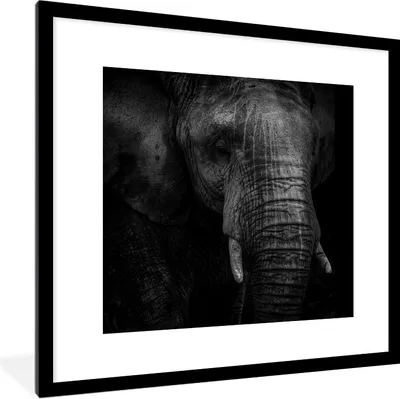 Produktbild von MuchoWow® Gerahmtes Poster Elefant - Tier - Porträt 40x40 cm - Poster mit Schwarzem Bilderrahmen Wandposter Rahmen Foto Bilder - Poster - Plakat im Rahmen