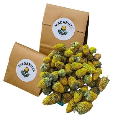 Buzz Buttons 100 Stück – Acmella Oleracea, 4,01% Spilanthol, getrocknet