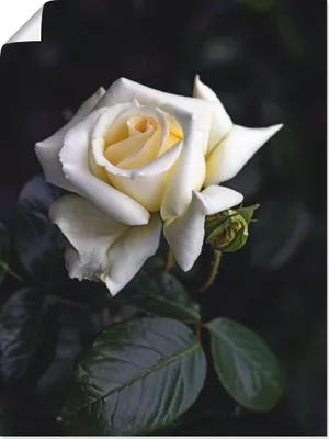 Produktbild von ARTland Poster Weiß-gelbe Rose Größe: 45x60 cm