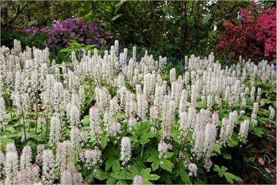 Produktbild von Stauden Gänge 10 x Tiarella wherryi - Schaumblüte - Der perfekte Akzent für schattige Gartenbereiche - Tolles Blütenmeer - Mehrjährig - Bodendecker