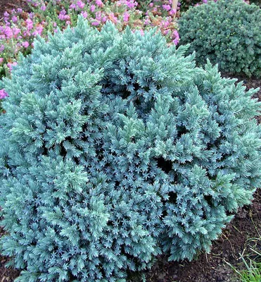 Produktbild von Beschuppter Wacholder ´BLUE STAR´ 15-20 cm, Cont. 2,5 l