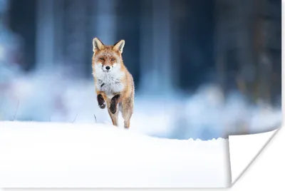 Produktbild von MuchoWow® Poster Fuchs - Schnee - Winter 120x80 cm - Bilder