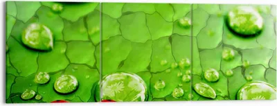 Produktbild von Bild auf Leinwand - Leinwandbild - Marienkäfer Gras Blatt Tropfen - 150x50cm - Wand Bild - Wanddeko - Leinwanddruck - Bilder - Kunstdruck - Wanddekoration - Leinwand bilder - Wandkunst - CA150x50-2363