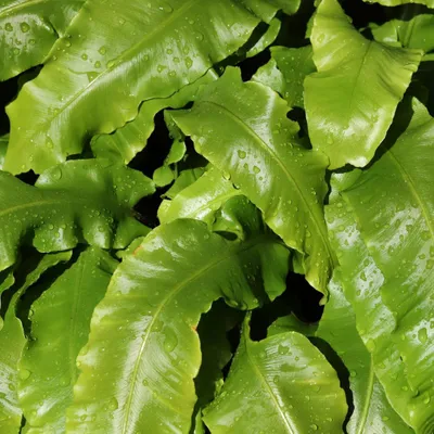 Obrázek produktu pro Asplenium scolopendrium kapradina jelení 24 rostlin Ø 9 cm mrazuvzdorná