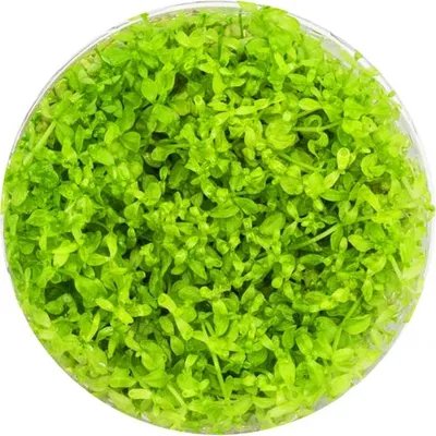 Produktbild von Eco Plant - Hemianthus Micranthemoides - InVitro kleiner Becher Eco Plant