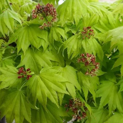 Obrázok produktu pre Japonský zlatohlav - Acer shirasawanum 'Aureum' | 25-30 cm v kontajneri