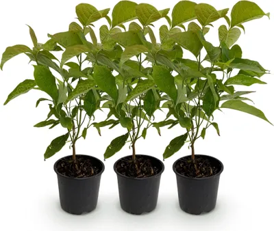 Produktbild von Kornelkirsche Cornus mas - 3 Pflanzen - 12cm - Höhe ca. 35cm - Laubabwerfender