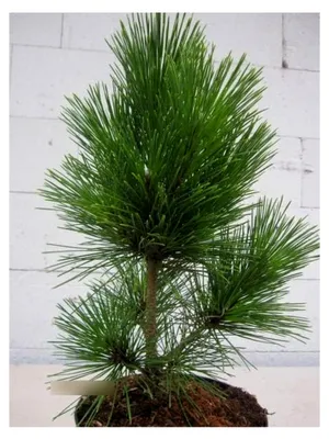 Produktbild von Pinus thunbergii Corticosa - Japanische Korkrinden-Schwarzkiefer - 25-30