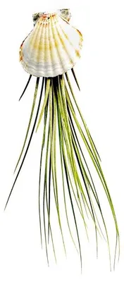 Obrázok produktu pre Gardners Mussels s Tillandsia Juncea