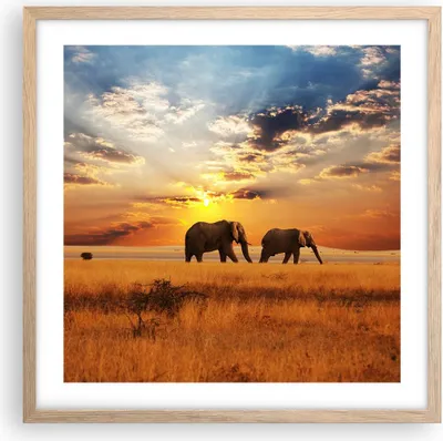 Produktbild von Gerahmtes Poster - Rahmen in heller Eiche - Elefanten Safari Dschungel Busch - 50x50 cm - Wand Bild - Wanddeko - Wandbilder - Wandposter - Bilderrahmen - Bilder - Kunstdruck - P2NAC50x50-3150