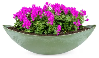 Image de Grande jardinière d'extérieur vintage ovale 55 cm vert olive