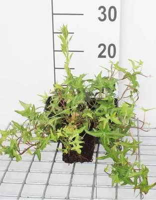 Obrázek produktu pro 12 x Hedera helix 'Sagittifolia' - Břečťan 'Sagittifolia' - květináč 9 cm x 9 cm