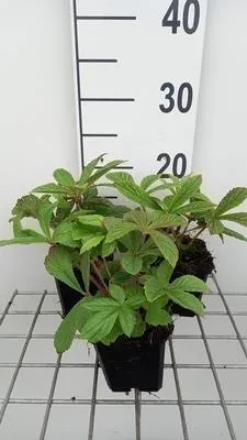 Produktbild von 6 x  Rodgersia henrici - Schaublatt - Topf 9 x 9 cm