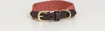 Immagine prodotto di Collare per cani Kentucky Dogwear in jacquard