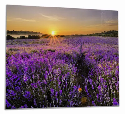 Produktbild von Wallario Herdabdeckplatte aus Glas, Größe 60 x 52 cm 1-teilig, Motiv Sonnenuntergang über dem Lavendel