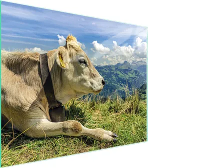 Obrázok produktu pre Sklenená doska na krájanie 52x40 krava