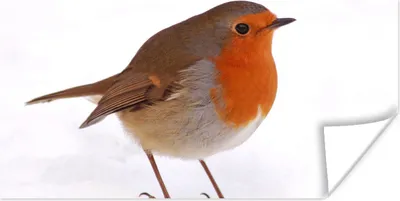 Produktbild von MuchoWow® Poster Vogel - Rotkehlchen - Schnee 40x20 cm - Poster für die Wand - Poster Schlafzimmer