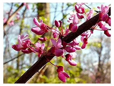 Produktbild von Cercis canadensis Pflanze 25-30cm