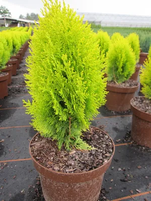 Produktbild von Thuja occidentalis Sunkist - gelber Lebensbaum Sunkist 30-40