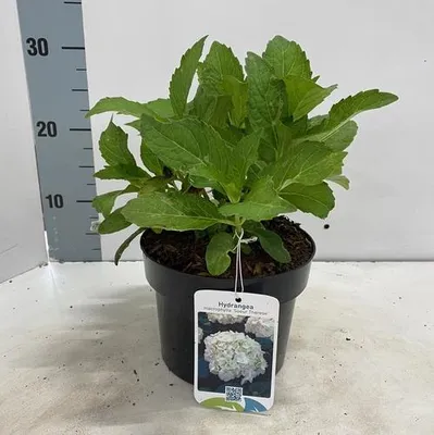 Zdjęcie produktu dla Hydrangea macr. 'Soeur Therese’  – hortensja | 20–25 cm w doniczce