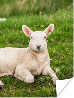 Produktbild von MuchoWow® Poster Schafe - Tiere - Lamm 120x160 cm - Wandbilder