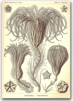 Produktbild von Poster - Canvas - Leinwand - 59,4 cm x 84,1 cm - Fotoposter - Leinwandkunst - Crinoidea