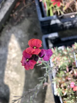 Produktbild von 6 x Erysimum hybr. 'Constant cheer' – Goldlack - Topf 9x9 cm